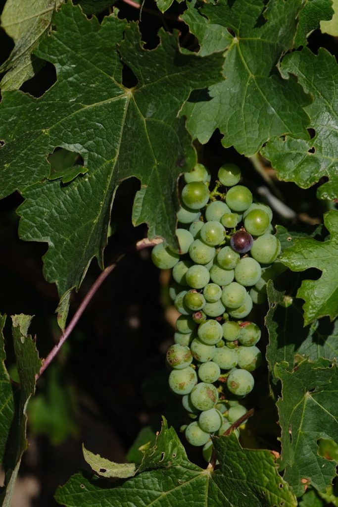 les vignobles du cap Afrique du Sud