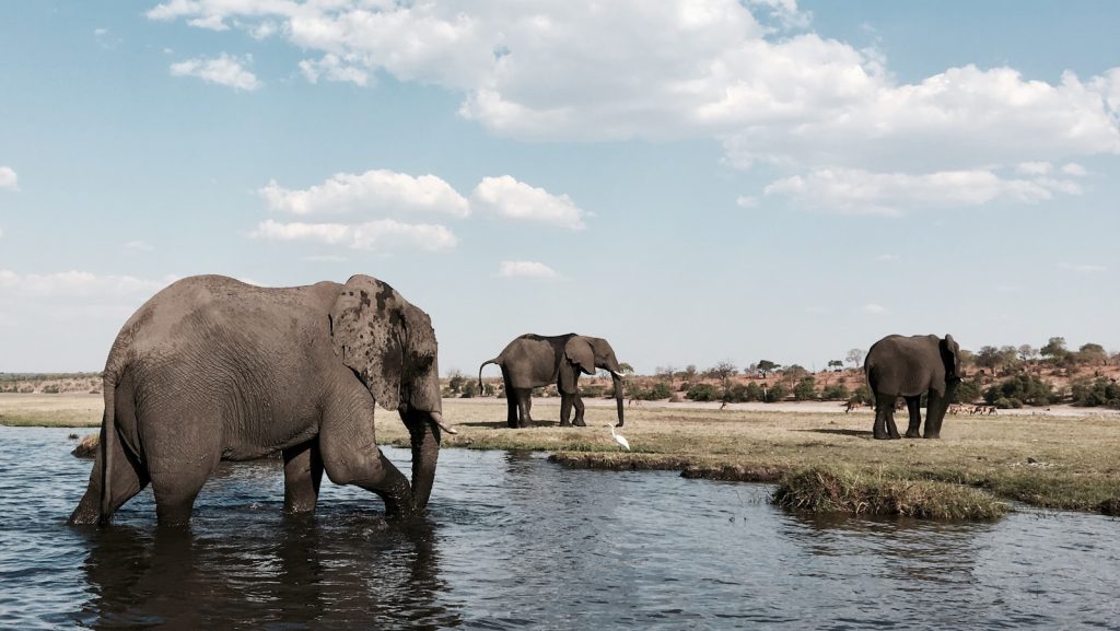 safari Botswana