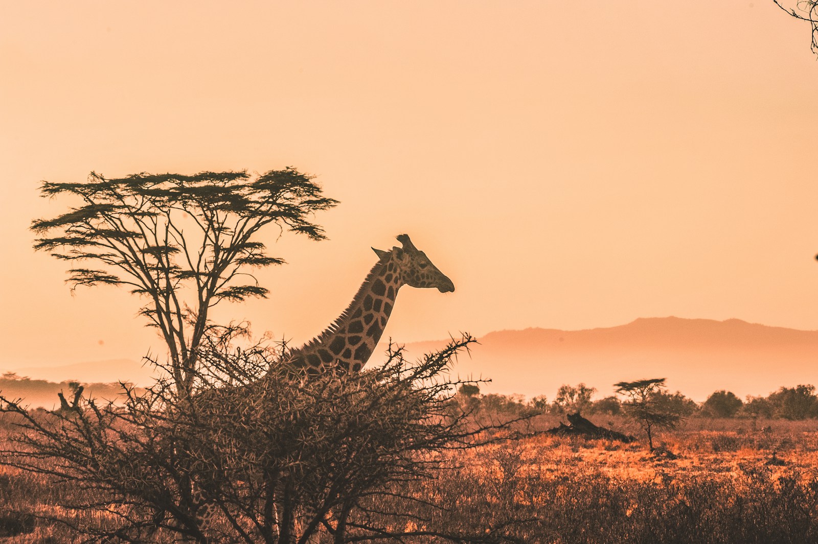 Safari Kenya : à la rencontre de la faune africaine