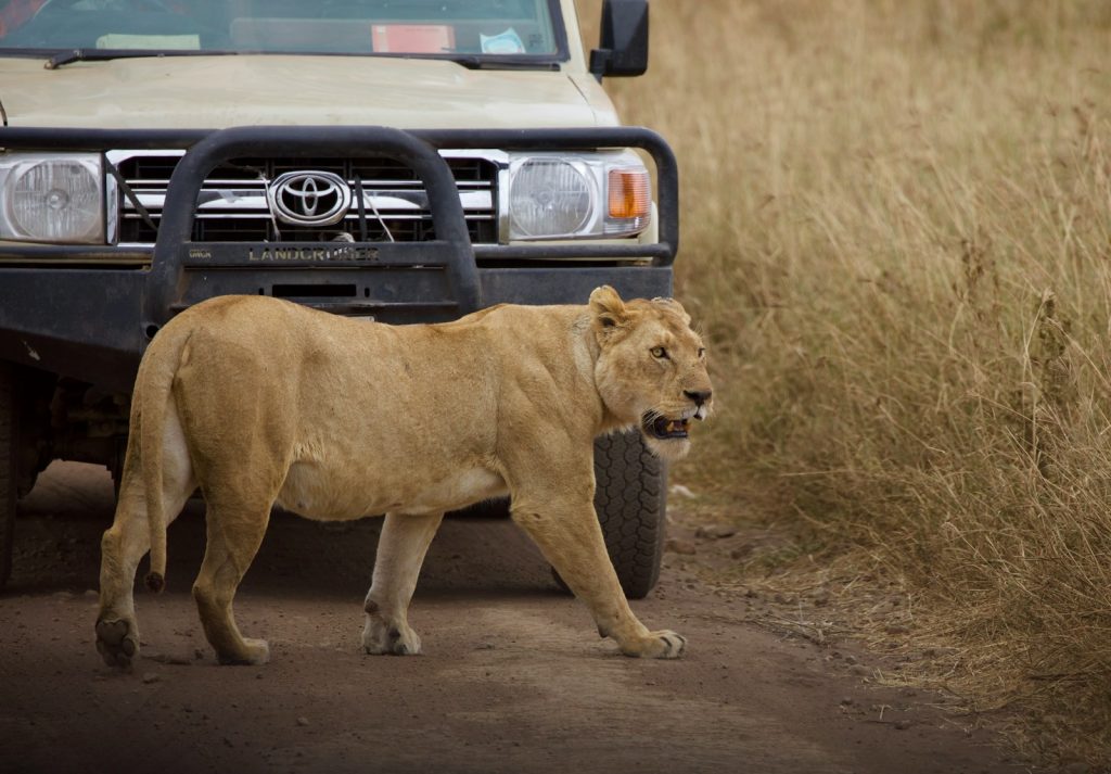 safari en Tanzanie