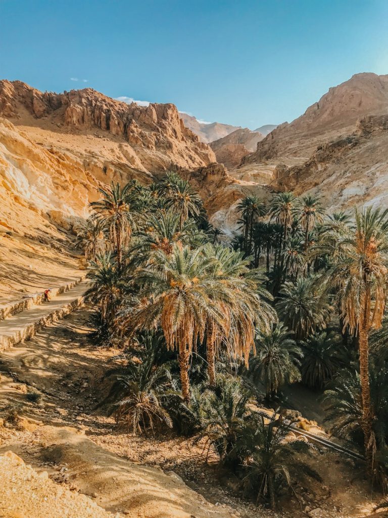 les oasis de Tunisie