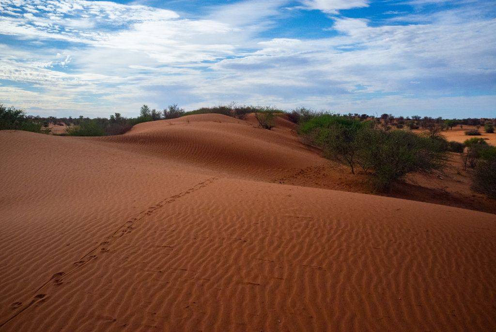 Survivre dans le Kalahari: Techniques des Tribus Indigènes